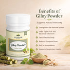 Giloy Powder by Vedsun – 100% Pure Guduchi Powder for Immunity & Detox Support