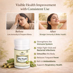 Giloy Powder by Vedsun – 100% Pure Guduchi Powder for Immunity & Detox Support